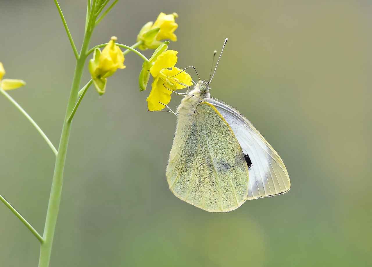 Doğal ve Organik Tasarım Akımları