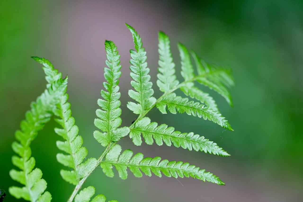Gümüş Yüzüklerin Sağlık Faydaları