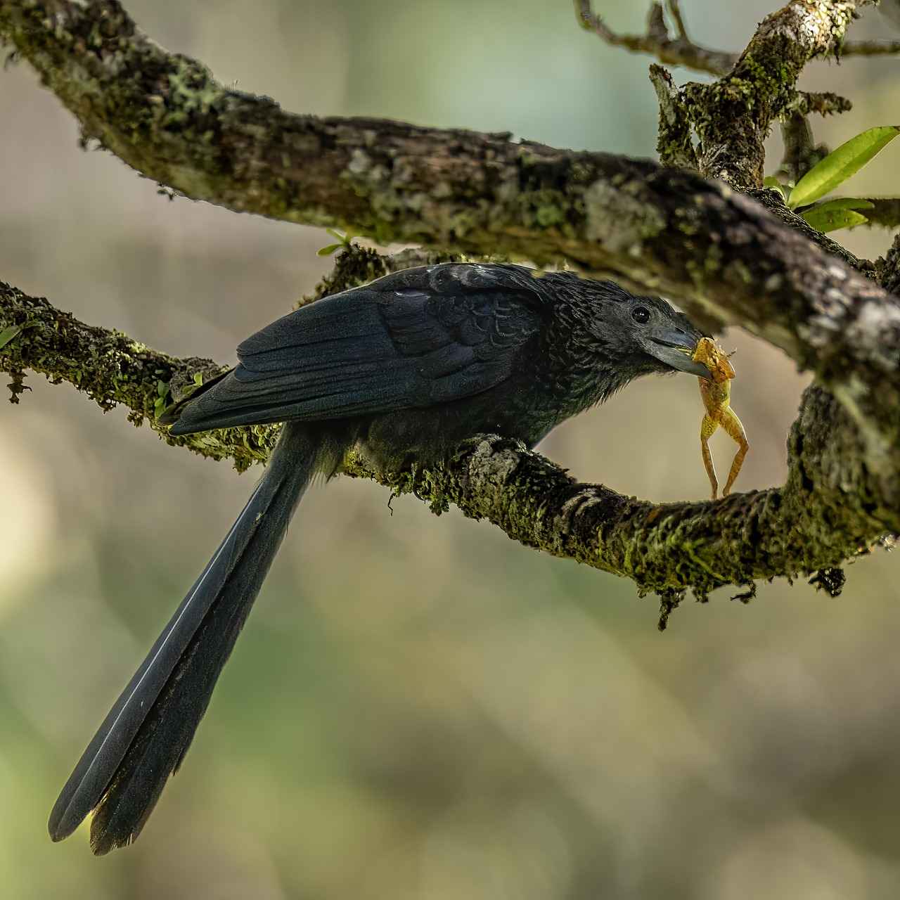 Gümüş Yüzüklerin Anlamı ve Sembolleri