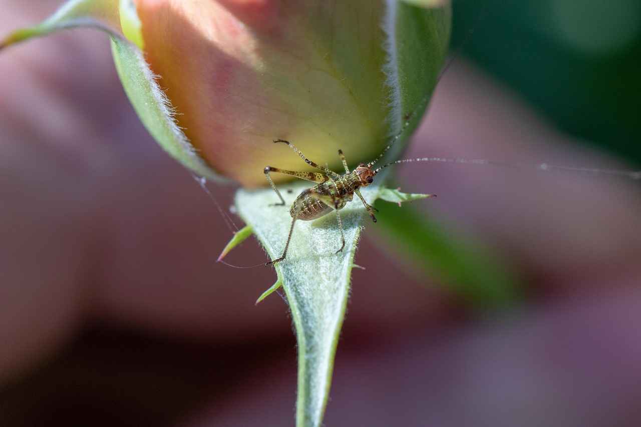 Gümüş Yüzük Seçerken Dikkat Edilmesi Gerekenler